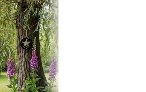 سه «معجون» فولکلور جادوگری که امروز اهمیت پزشکی واقعی دارن!